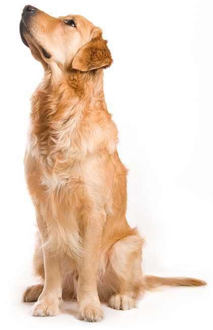 dog behaviour