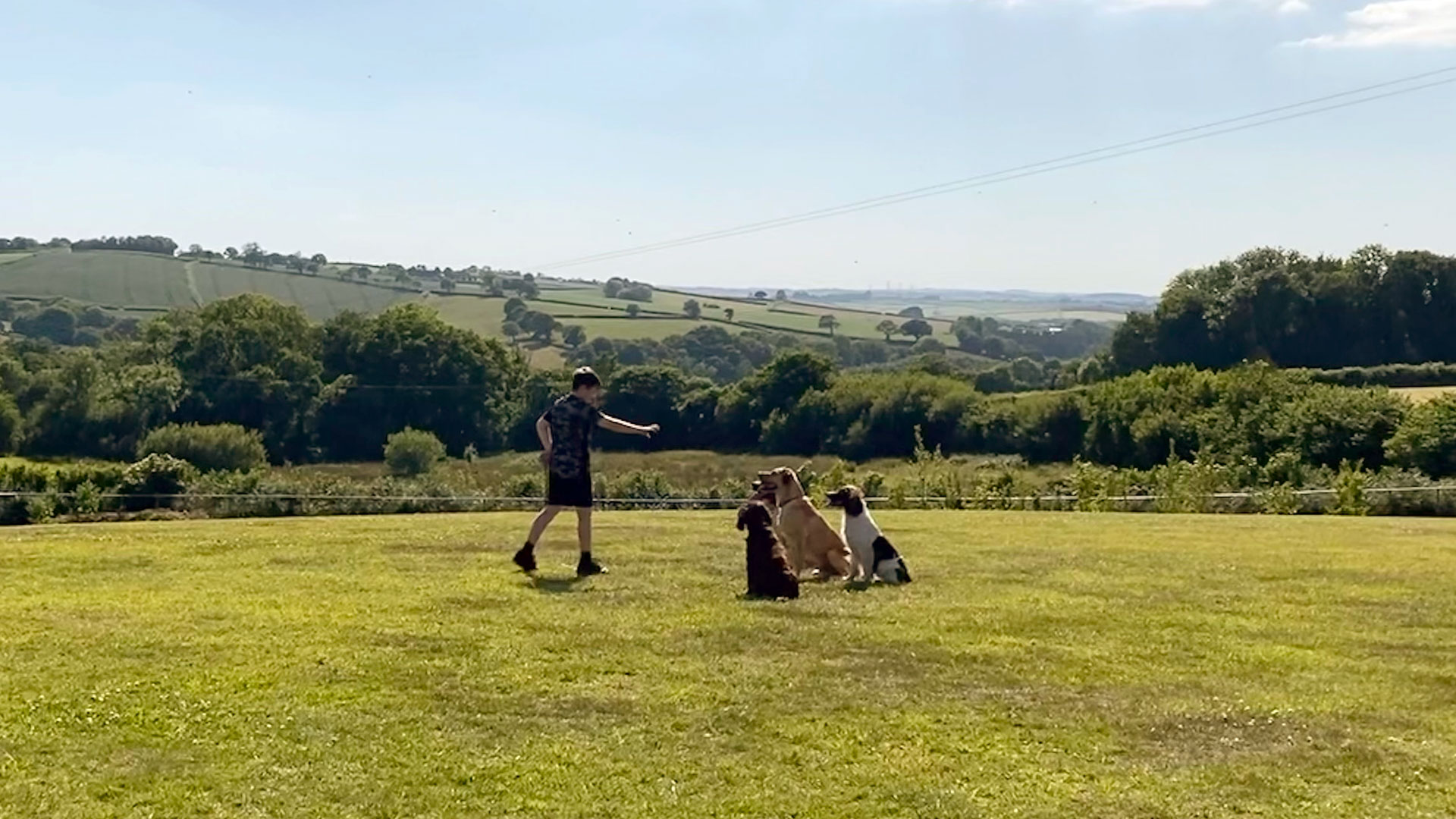 dog training