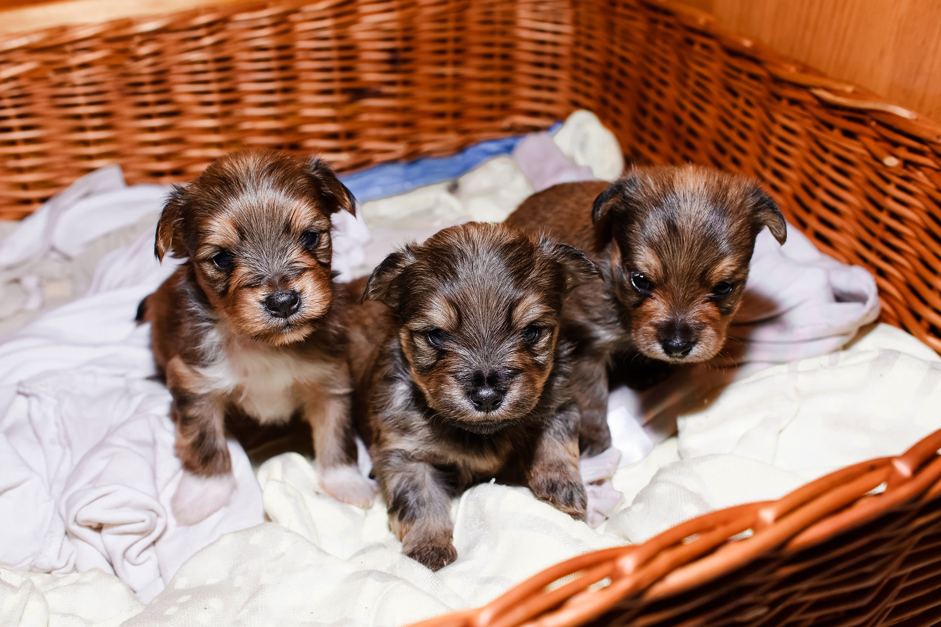 puppy selection