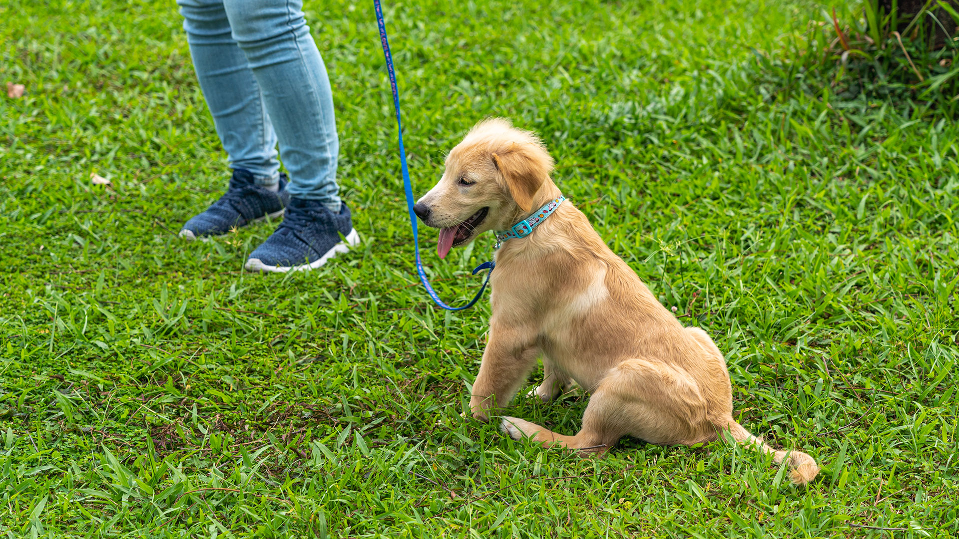 puppy training