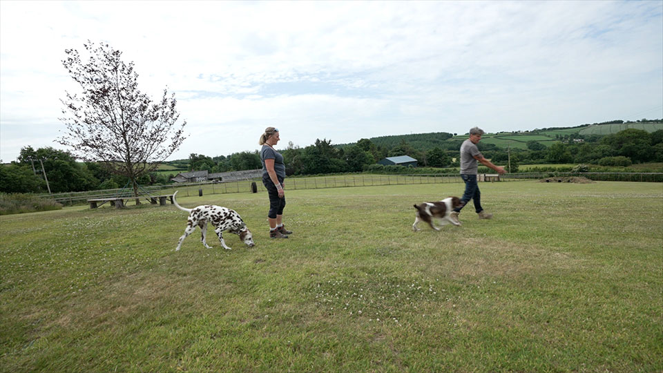 Dog Recall Training